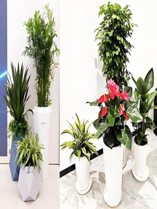 宁波杭州湾绿化养护公司