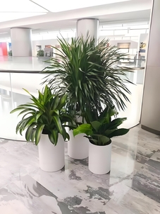 宁波海曙花卉出租公司，开启花卉租赁新篇章！